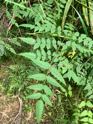 Decaisne's spikenard (Aralia decaisneana)