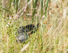 Juncus procerus
