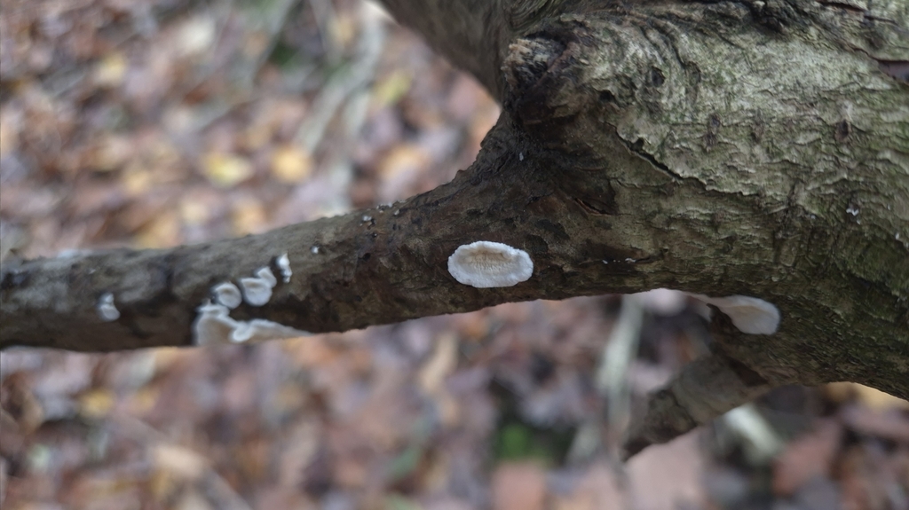 Byssomerulius corium