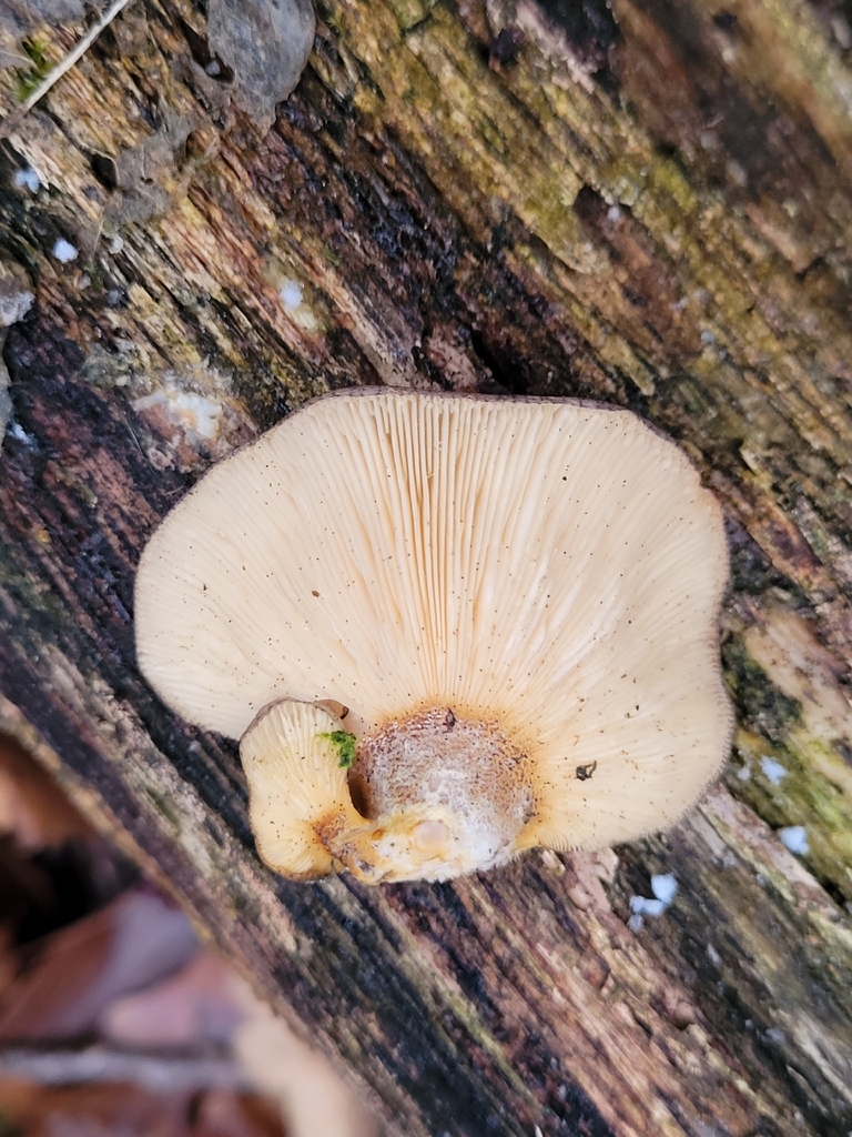 Sarcomyxa serotina · December 2025 · photo: © jana682 (iNaturalist, cc-by)
