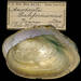 California Floater - Photo (c) Smithsonian Institution, National Museum of Natural History, Department of Invertebrate Zoology, some rights reserved (CC BY-NC-SA)