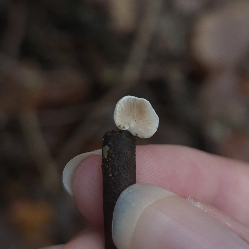 Crepidotus · November 2025 · photo: © elenao1 (iNaturalist, cc-by)