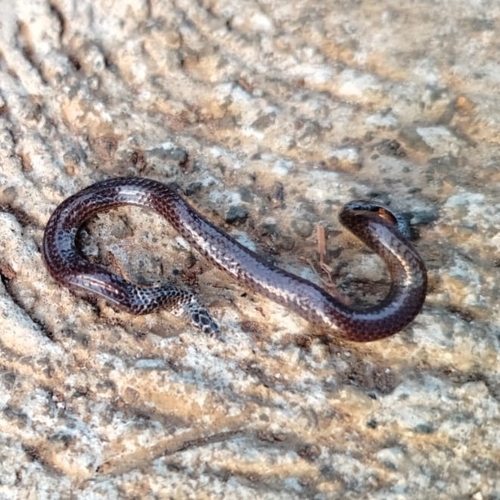 Karinthandan's shield tail