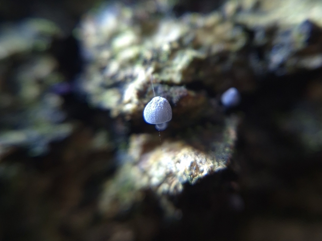 Mycena pseudocorticola · November 2025 · photo: © elenao1 (iNaturalist, cc-by)