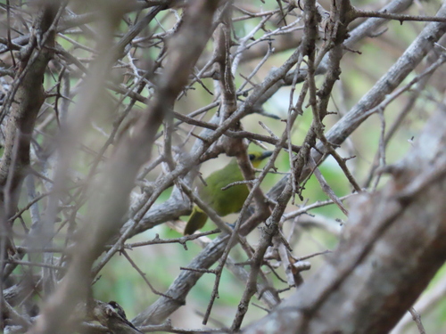 iNaturalist image