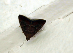 Lepidoptera