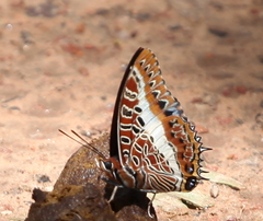 Charaxes brutus natalensis