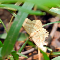 Lepidoptera