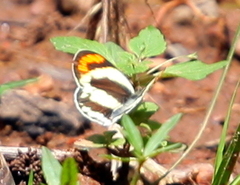 Colotis euippe mediata
