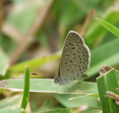 Zizeeria knysna knysna