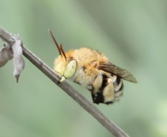 Amegilla