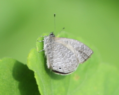 Pseudonacaduba sichela sichela