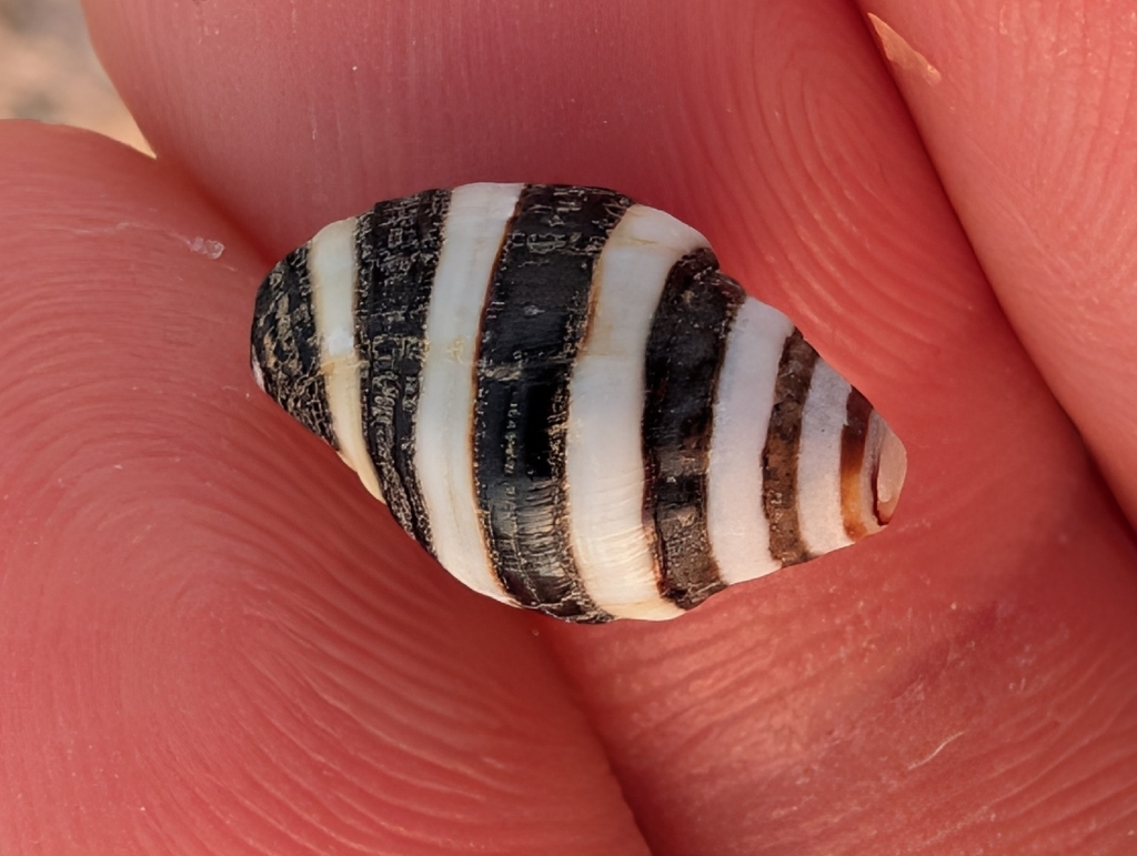 Bumble bee snail