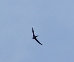 Cypsiurus parvus