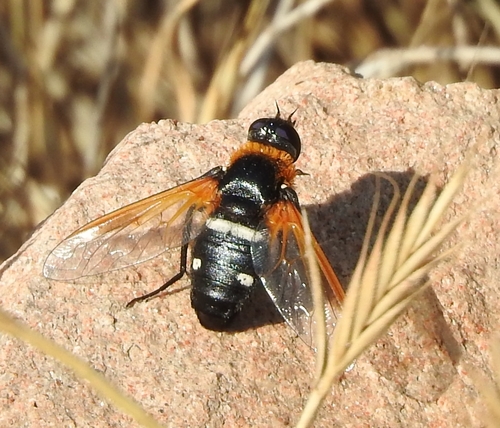 Exoprosopa rutila