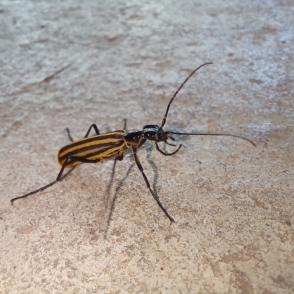 Epicauta excavata