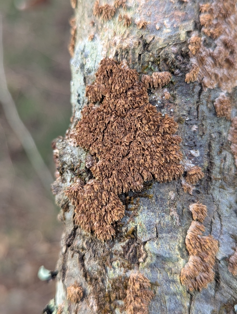 Hydnoporia olivacea · December 2025 · photo: © alisonnorthup (iNaturalist, cc0)