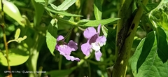 Angelonia biflora