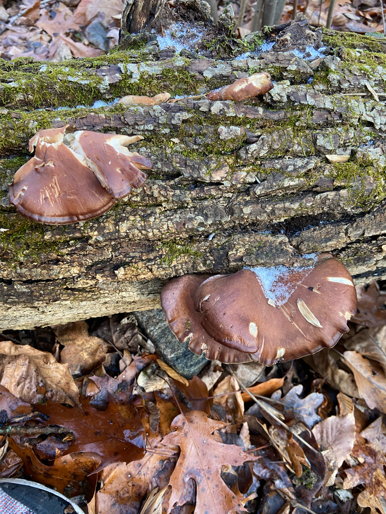 Sarcomyxa serotina · December 2025 · photo: © puppyy (iNaturalist, cc0)