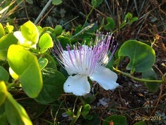 Capparis