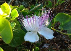 Capparis