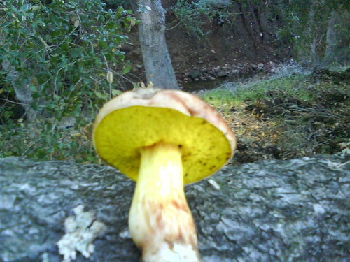 viscid bolete