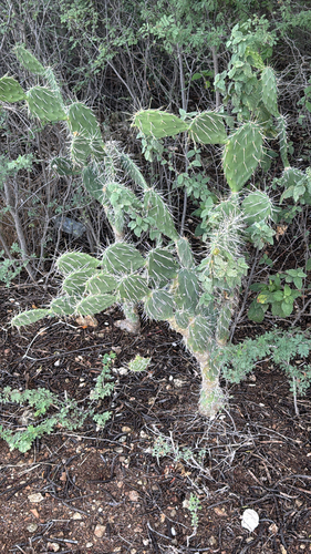 Opuntia caracassana, photograph 4