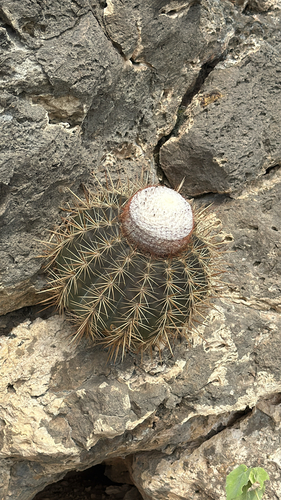 ABC Turk's Cap Cactus (Melocactus macracanthos)