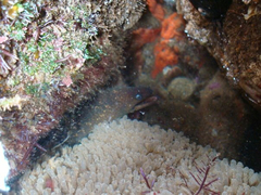 Gymnothorax mordax