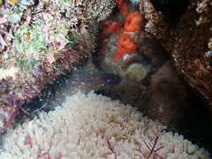 Gymnothorax mordax
