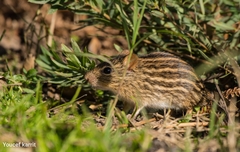 Lemniscomys barbarus