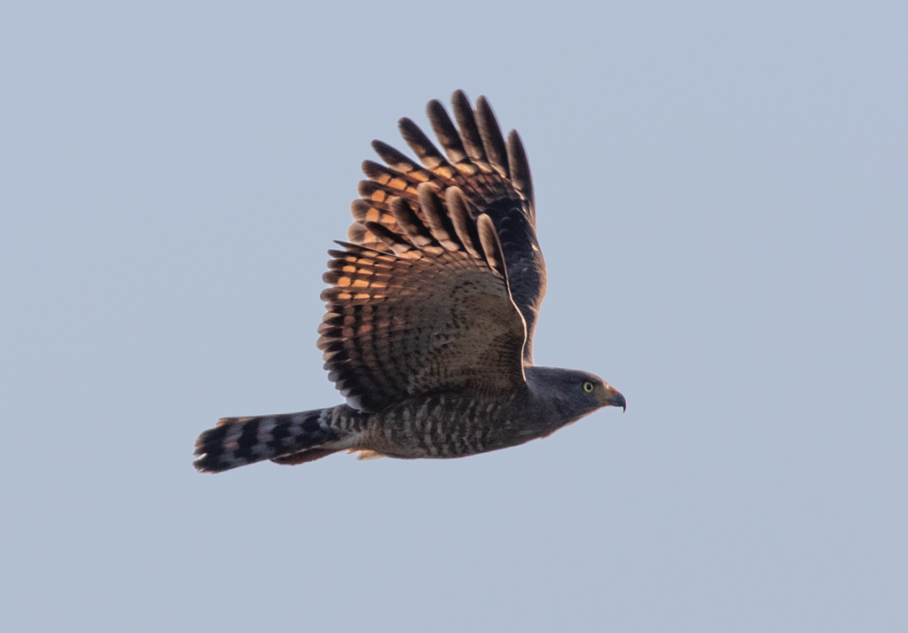 Yucatan Roadside Hawk