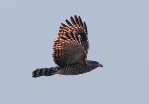 Yucatan Roadside Hawk
