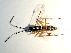 Xanthocryptus