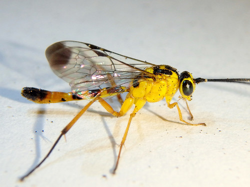Syzeuctus insolitus