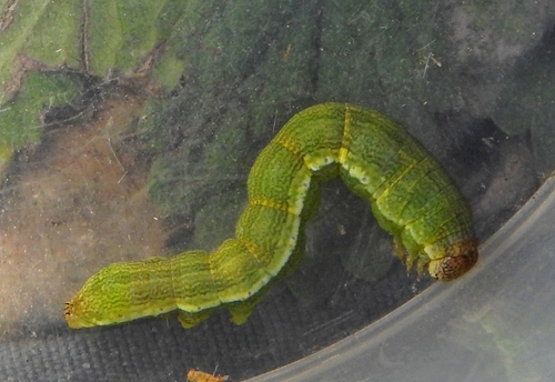 Spotted Sulphur photo 3