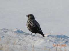 Melanocorypha yeltoniensis