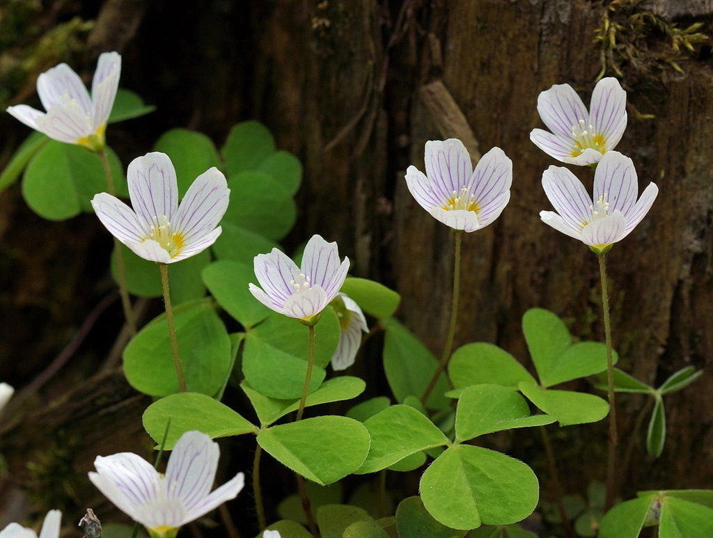 Oxalis