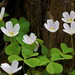 Oxalis - Photo (c) vlad50, some rights reserved (CC BY-NC), uploaded by vlad50