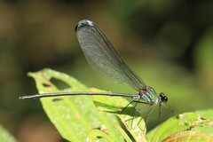 Psolodesmus mandarinus