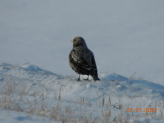Melanocorypha yeltoniensis