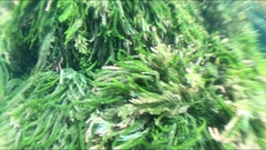 Caulerpa flexilis