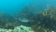 Latridopsis ciliaris