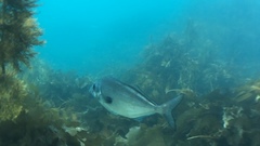 Latridopsis ciliaris