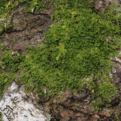 Microlejeunea latitans