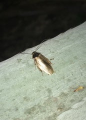Pycnoscelus indicus
