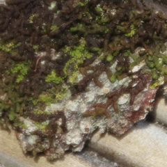 Siphonolejeunea nudipes