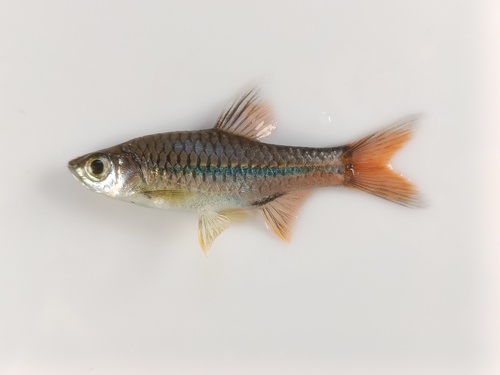 Sarawak rasbora (Rasbora sarawakensis) — Cyprinidae — 3