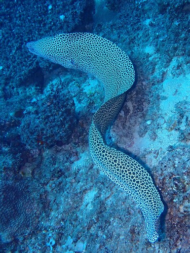 Gymnothorax favagineus