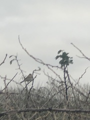 Emberiza schoeniclus